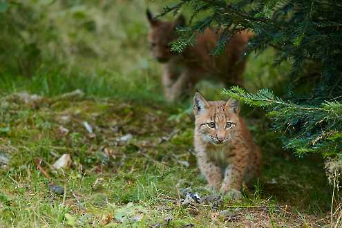 Luchs