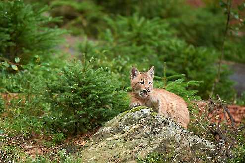 Jungluchs (Lynx lynx)