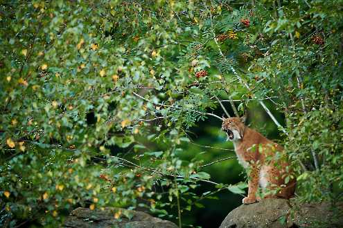 Gähnender Luchs (Lynx lynx)
