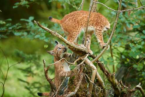 Jungluchse (Lynx lynx)