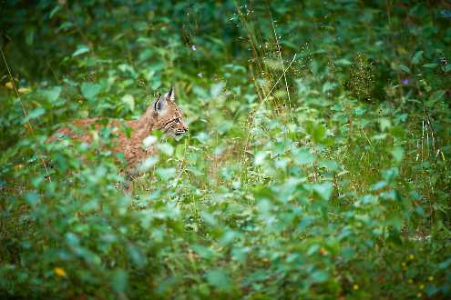 Jungluchs (Lynx lynx)
