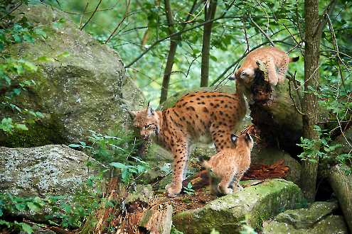 Luchs mit Jungen