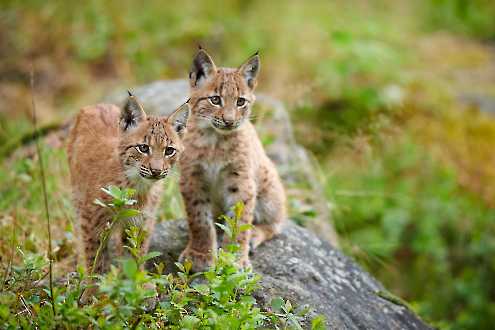 Luchs