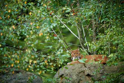 Luchs (Lynx lynx) auf Fels