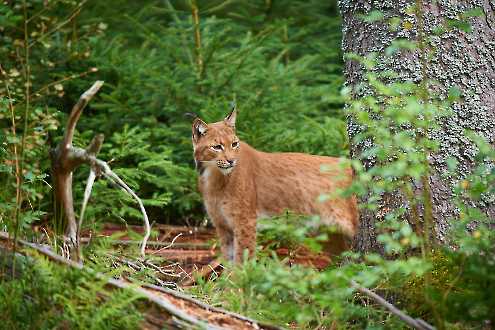 Eurasischer Luchs (Lynx lynx)