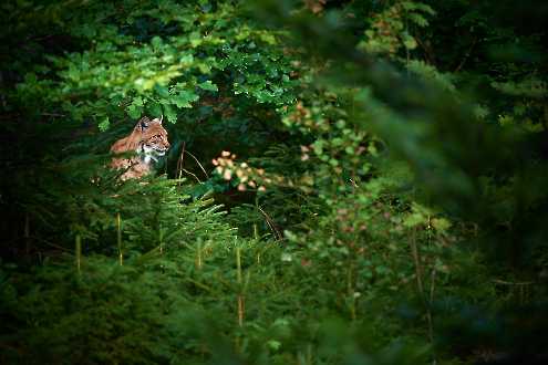 Eurasischer Luchs (Lynx lynx)