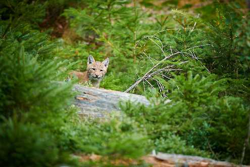 Jungluchs (Lynx lynx)