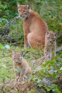 Luchs