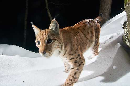 Luchs im Winter