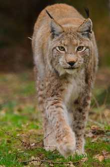 Luchs