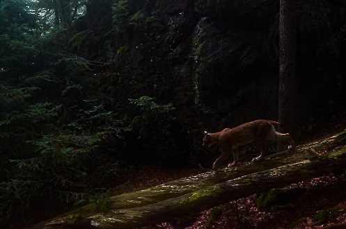 Luchs (Lynx lynx)