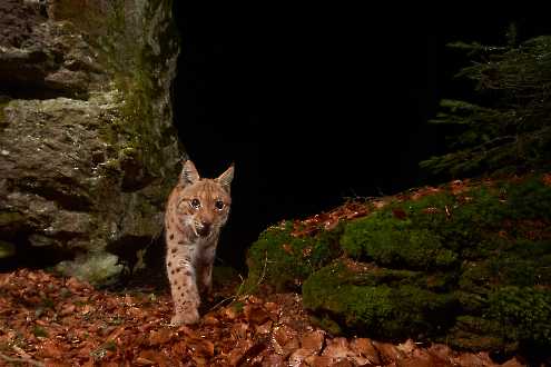 Luchs (Lynx lynx)