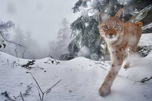 Luchs (Lynx lynx)