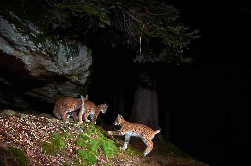 Luchs (Lynx lynx)
