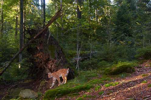 Luchs (Lynx lynx)
