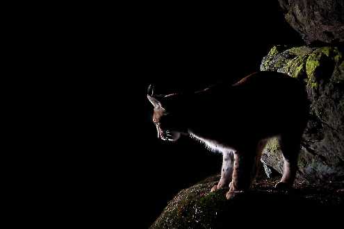 Luchs (Lynx lynx)