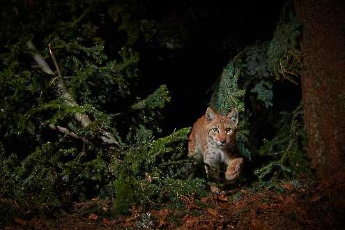 Luchs (Lynx lynx)