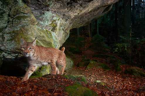 Luchs (Lynx lynx)