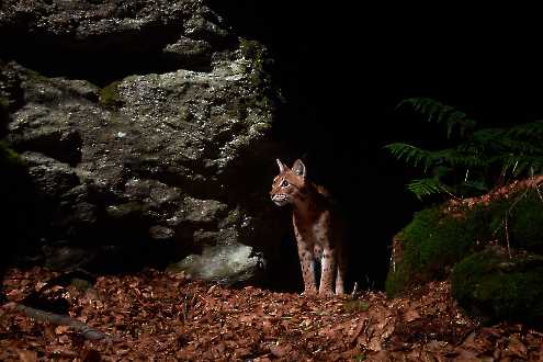 Luchs (Lynx lynx)