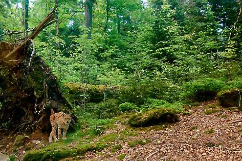 Luchs (Lynx lynx)