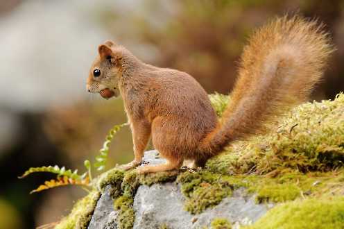 Nagetiere