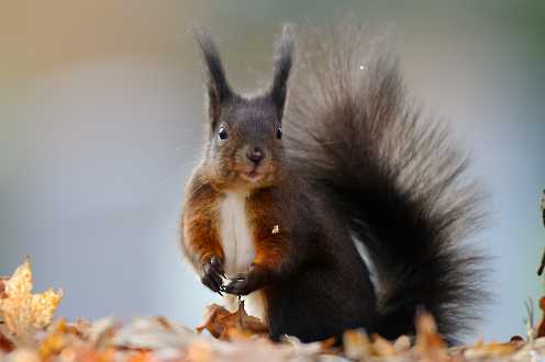 Nagetiere