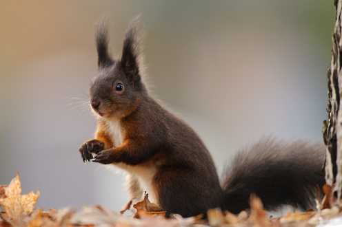 Nagetiere