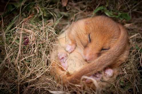 Nagetiere