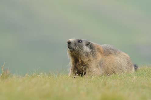 Murmeltier (Marmota marmota)
