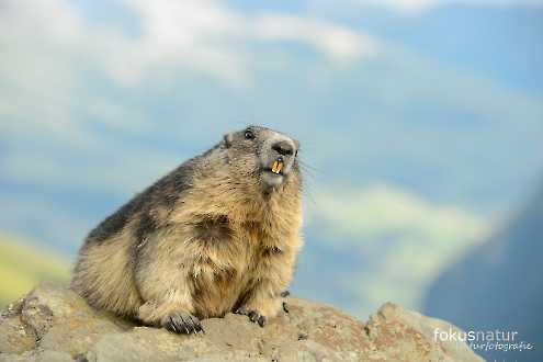 Murmeltier (Marmota marmota)