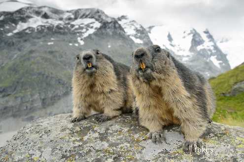 Murmeltiere (Marmota marmota)