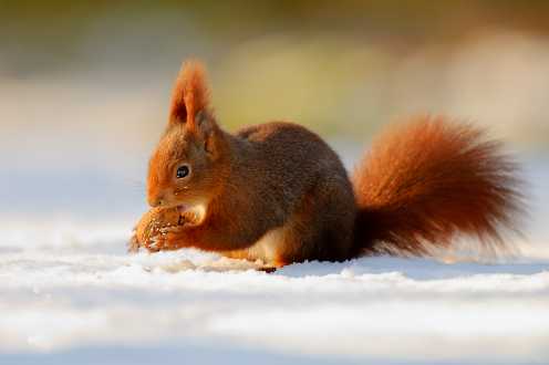 Nagetiere