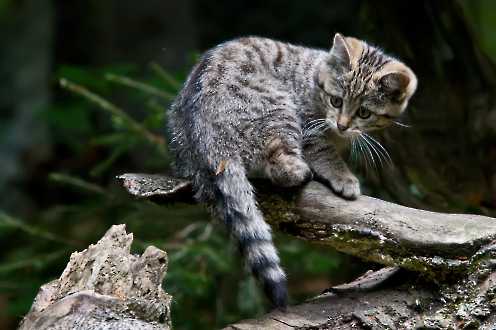 Wildkatze