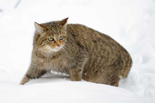 Wildkatze im Tiefschnee