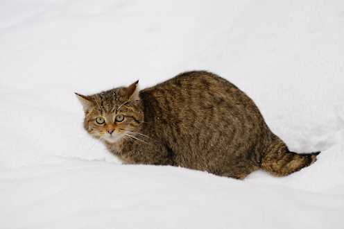 Wildkatze