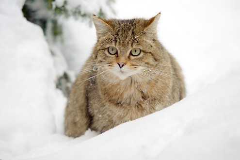 Wildkatze im Tiefschnee