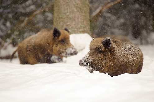 Wildschwein im Winter