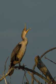 Ohrenscharbe (Phalacrocorax auritus)
