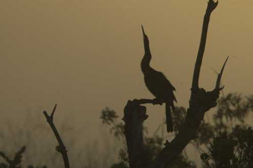 Amerikanischer Schlangenhalsvogel (Anhinga anhinga)