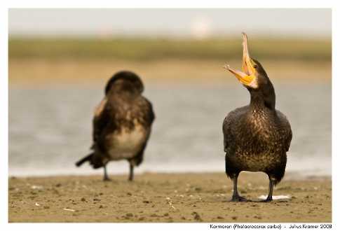 Kormoran (Phalacrocorax carbo)
