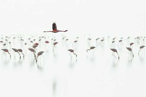 Zwergflamingos am Lake Natron