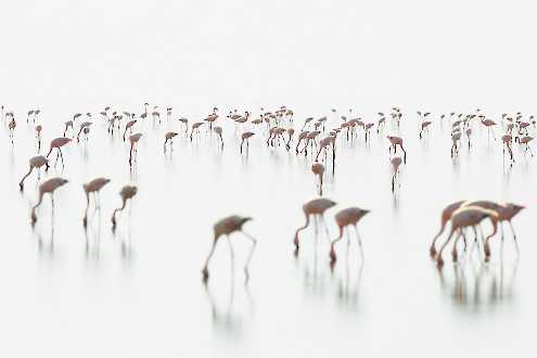 Zwergflamingos am Lake Natron