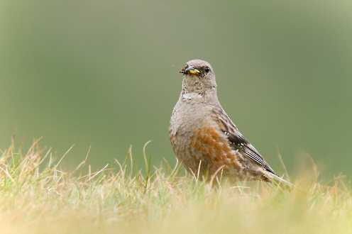 Alpenbraunelle (Prunella collaris)