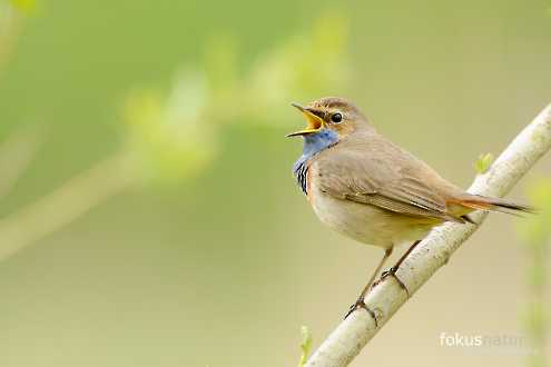 Blaukehlchen (Luscinia svecica)