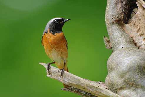 Gartenrotschwanz (Phoenicurus phoenicurus)
