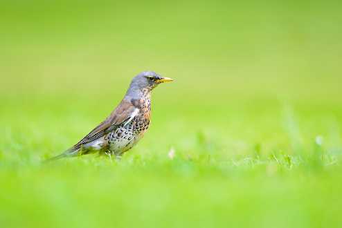 Wacholderdrossel (Turdus pilaris)