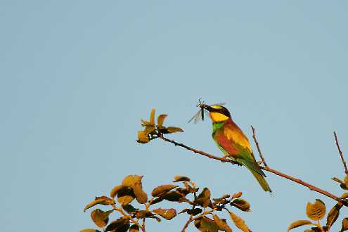 Bienenfresser mit erbeuteter Libelle