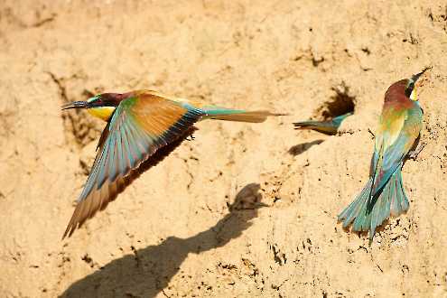 Bienenfresser (Merops apiaster)
