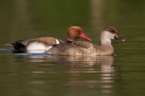 Kolbenente (Netta rufina)