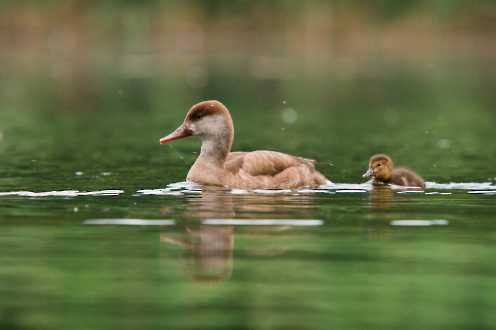 Enten & Gänse